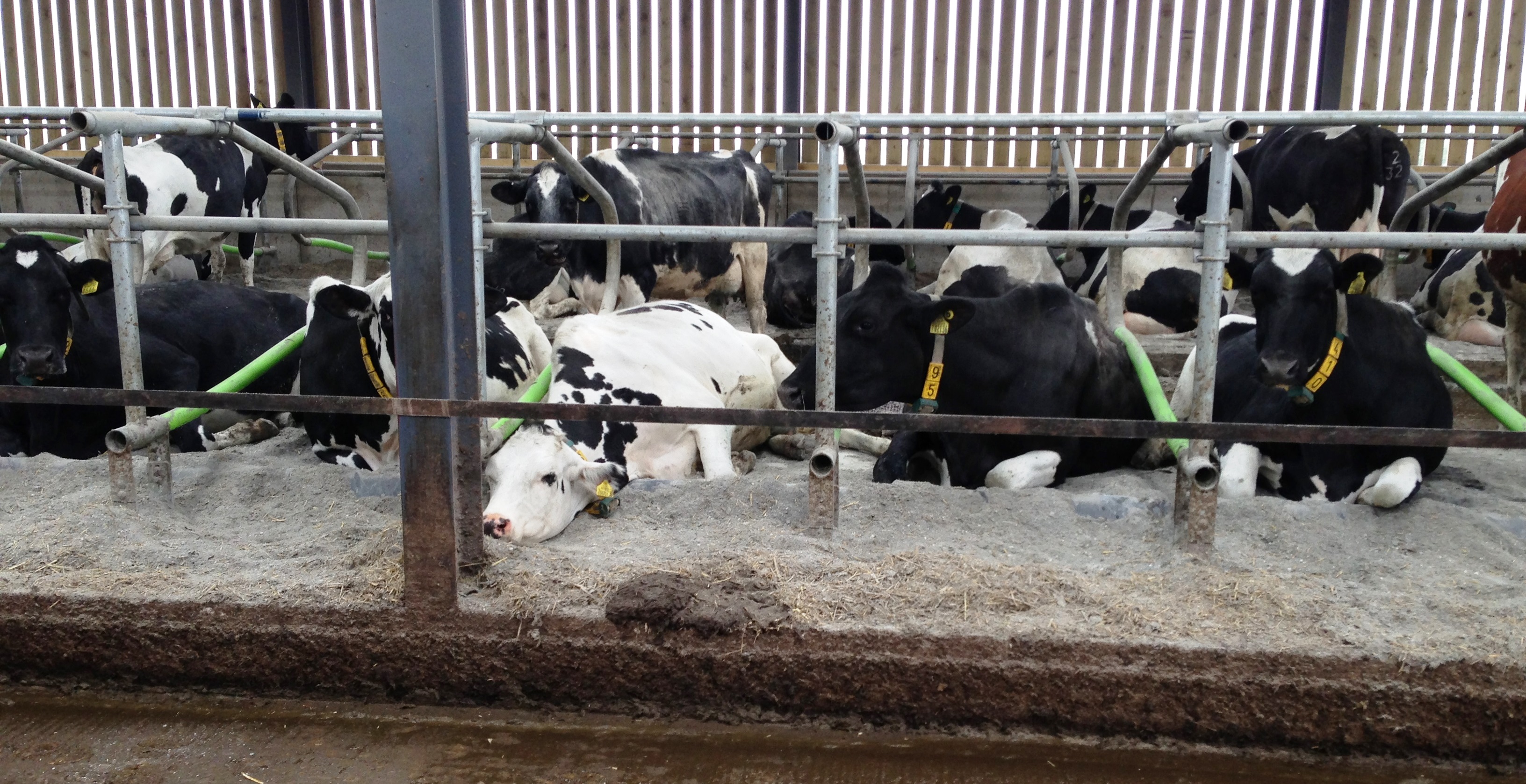 Merryfield Farm Cowcoons - Wilson Agri