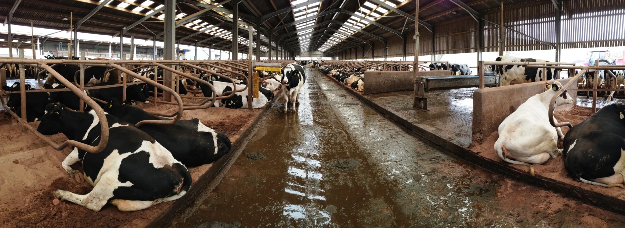 Case study: Designing a new dairy unit - Wilson Agri