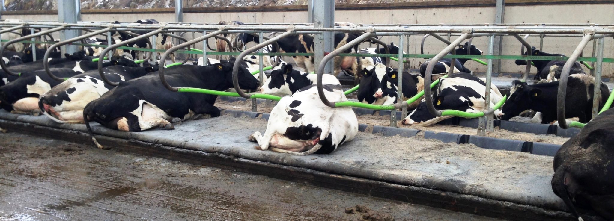 More comfortable cows with Cowcoons and Gel Mattresses - Wilson Agri