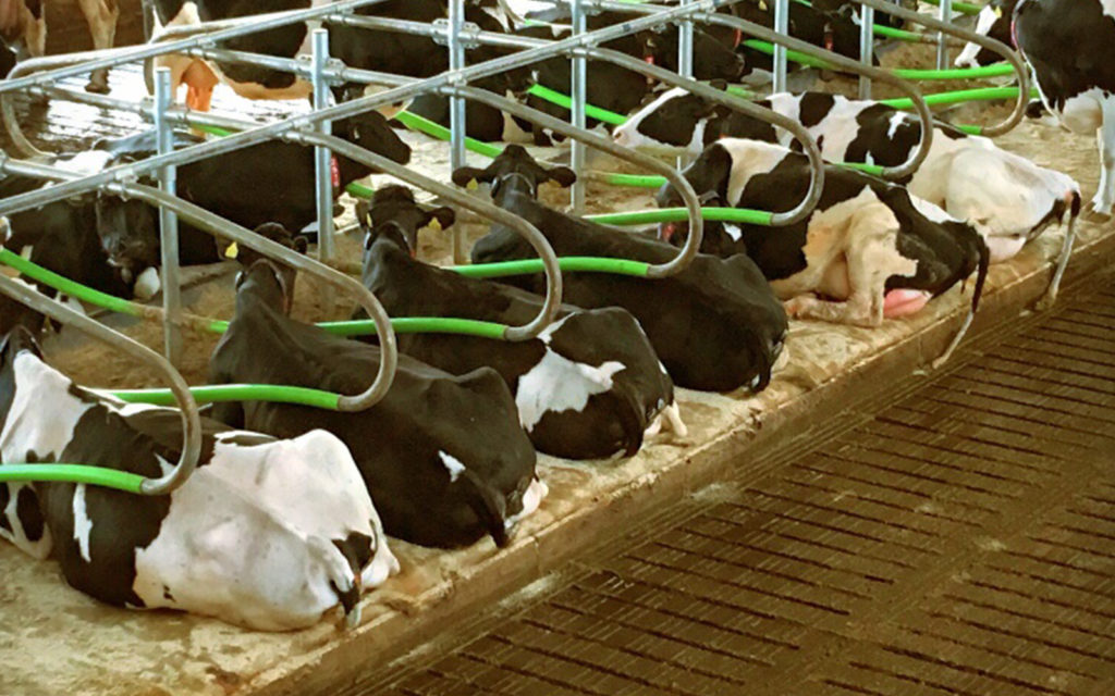 Cowcoon Cow Stall - Wilson Agri